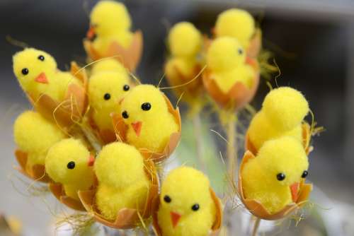 Easter Yellow Spring Color Egg Chickens Funny
