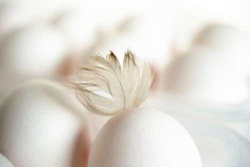 Egg Feather Chicken Feather Hen'S Egg White Eggs