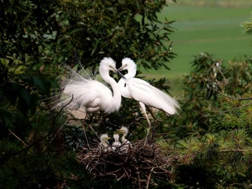 Egret Herons Chicks Nest Tree Birds Love Couple