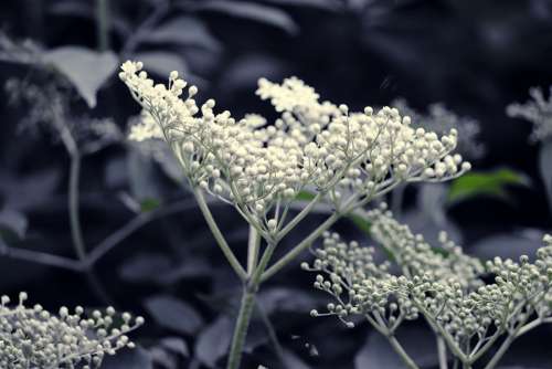 Elder Elderflower White Bush Blossom Bloom