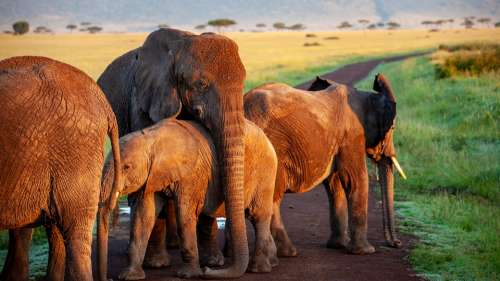 Elephant Flock Mother Africa Safari Animals