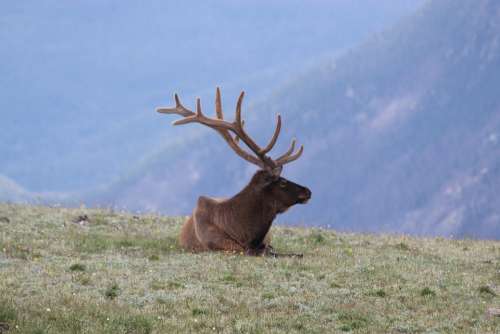 Elk Colorado Estes Mist Deer Animal Wildlife
