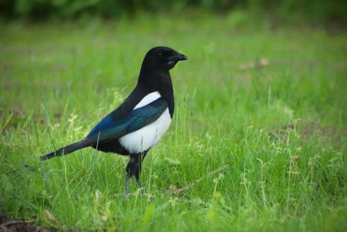 Elster Bird Meadow Plumage Raven Bird Feather