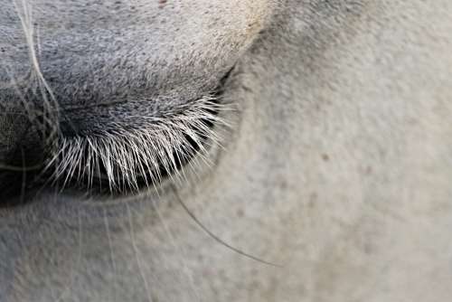 Eye Eyelashes Horse Animal Close Up Eyelid View