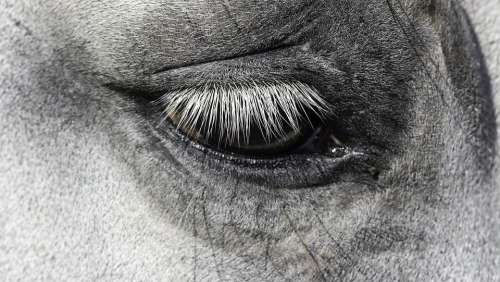 Face Portrait Sight Nature Eyelash Horse Eye