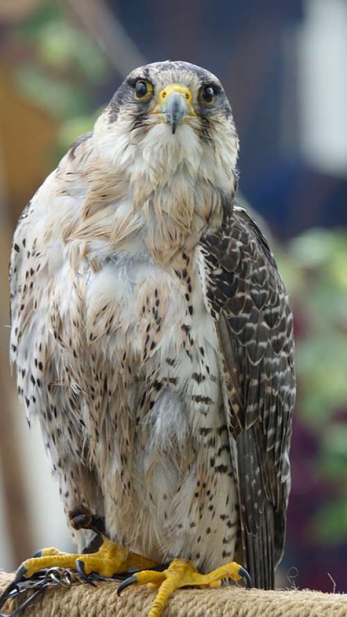 Falcon Bird Bird Of Prey Raptor Nature