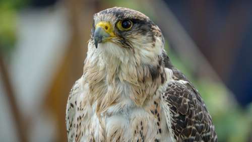 Falcon Bird Portrait Animal Portrait Bird Of Prey