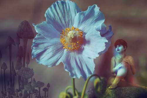 Fantasy Flower Woman Night Mushrooms Fairytale