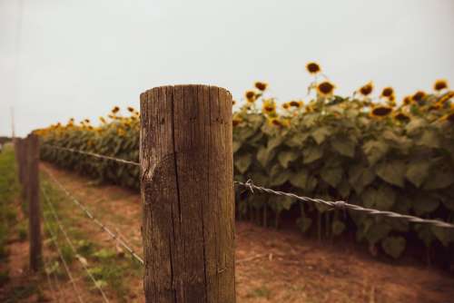 Farm Barbed Wire Sunflowers Fence Wire Border