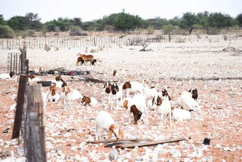 Farming Goats Animal Livestock Sheep