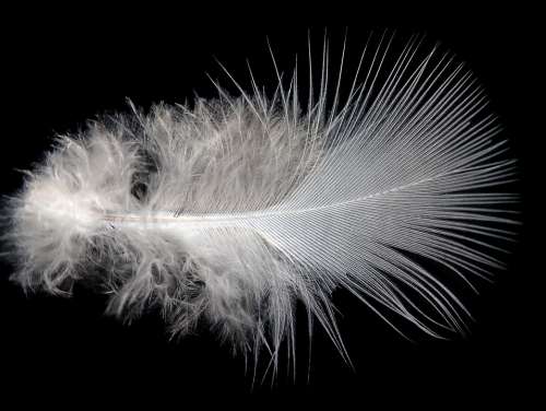Feather Plumage Bird Fluffy Nature