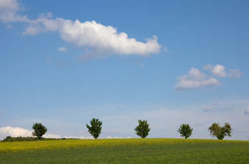 Field Clouds Trees Sky Landscape Simply Summer