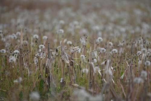 Field Dandelion Meadow Grass Plant Nature