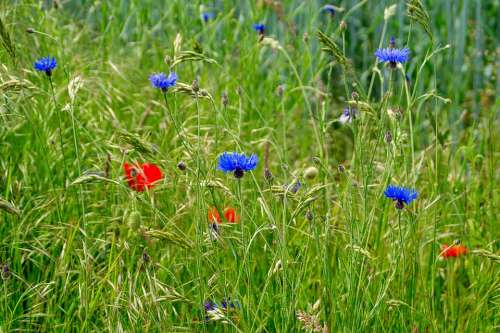 Field Flowers Red Blue Wildflowers