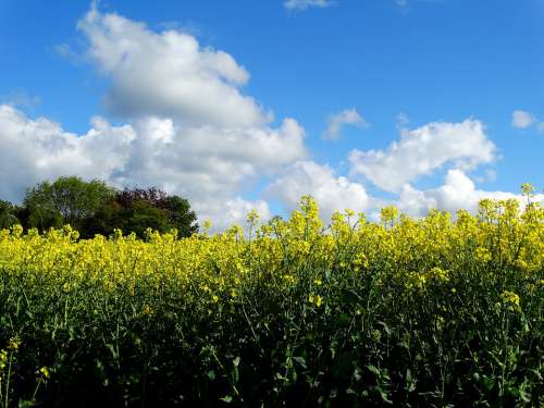 Field Of Rapeseeds Oilseed Rape Yellow Landscape