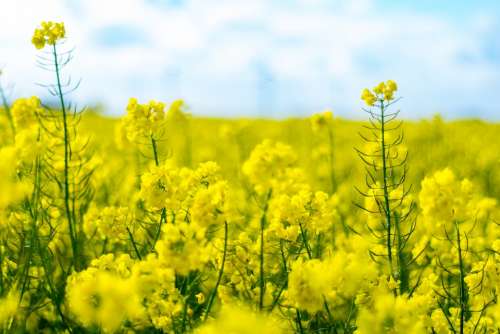Field Of Rapeseeds Oilseed Rape Blütenmeer Yellow
