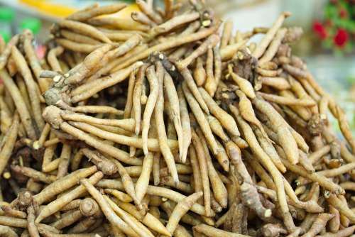 Finger Roots Root Food Herb Herbal Asia Nature