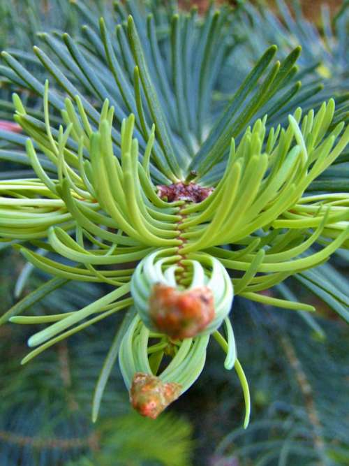 Fir Tree Conifer Bud Popping Up New Drives Spring