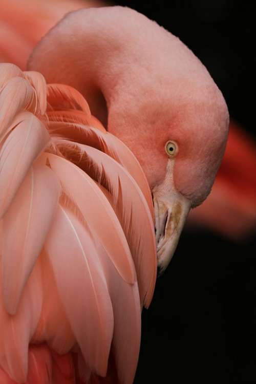 Flamingo Bird Zoo Pink Feathers Phone Wallpaper