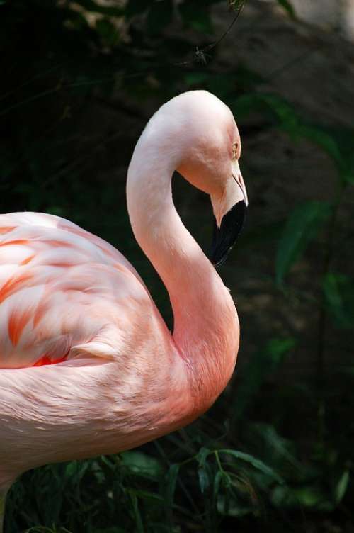 Flamingo Pink Feathers Tropical Nature Zoo