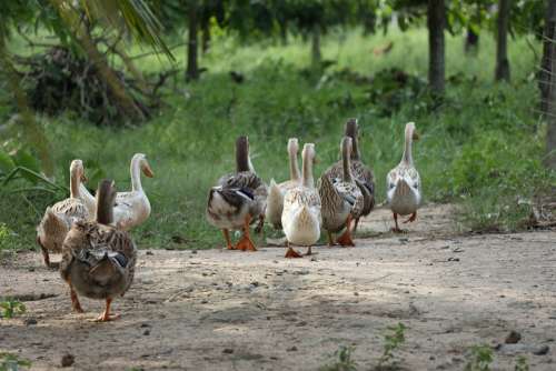 Flock Of Ducks Following Leading Nature Natural
