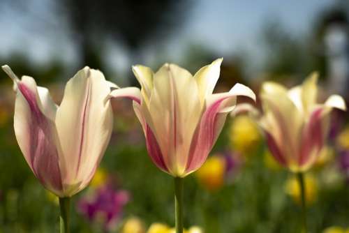 Flora Spring Tulips Nature Bloom Garden Blossom