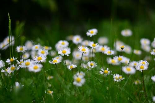 Flower Nature Daisy Macro Spring Flowers Green