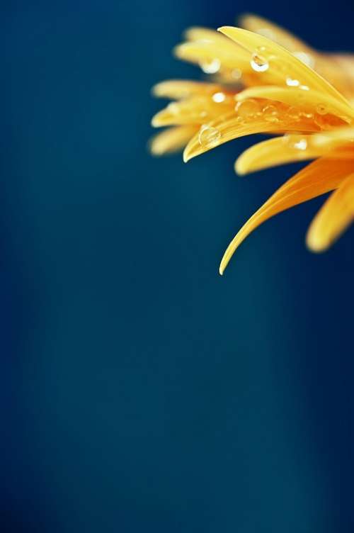 Flower Macro Sheet Yellow Drops Rain