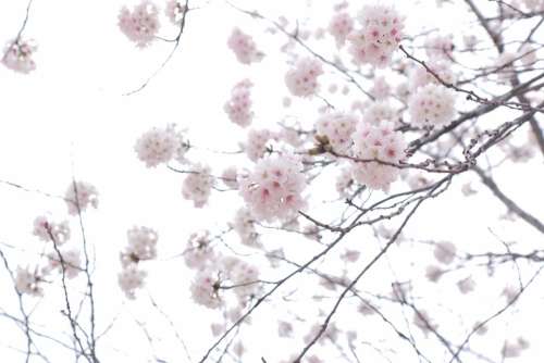 Flower Cherry Blossom Spring Pink Tree