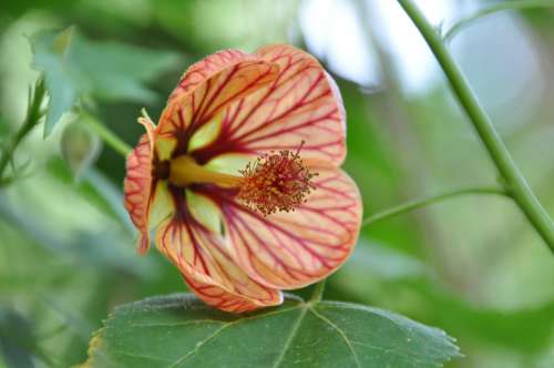 Flower Autumn Orange Stamens Pistils Flowering