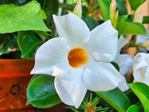 Flower White Climber Plant Beauty Hell Blossom