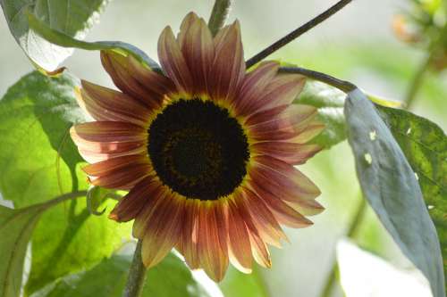 Flower Sunflower Light Sunny Summer Petals Plant
