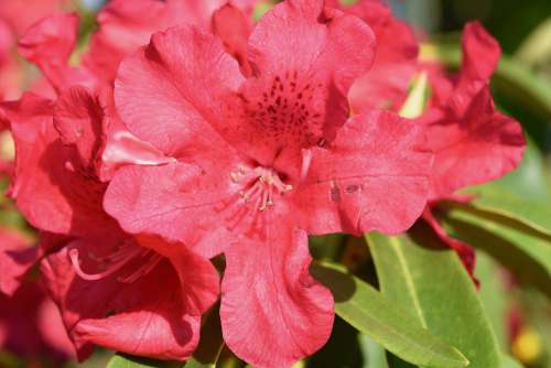Flower Red Flower Rhododendron Red Flowers Flora