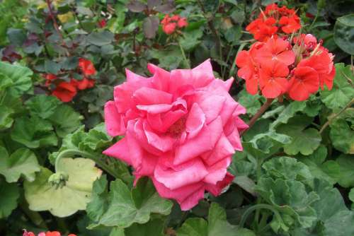 Flower Pink Nature Garden