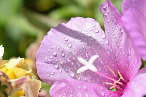 Flower Pink Drops Nature