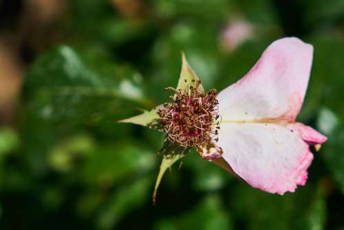 Flower Spring Nature Plant Summer Color Chan