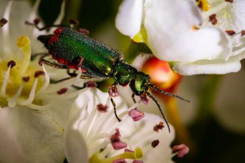Flower Nature Insect Beetle