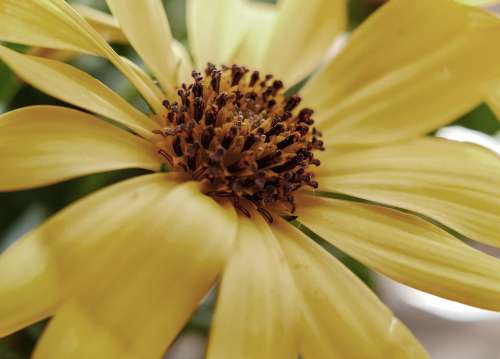 Flower Summer Plant Flora Bloom Field Season