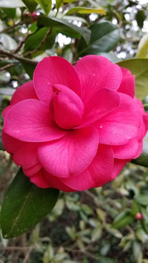Flower Pink Bloom Camellia