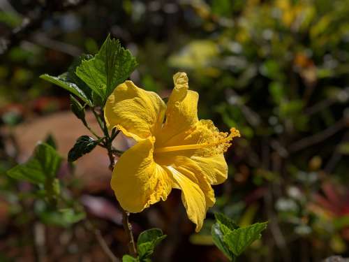 Flower Hibiscus Hawaii Hawaiian Floral Nature