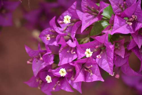 Flower Tree Flora Pink Flowers Nature Bloom