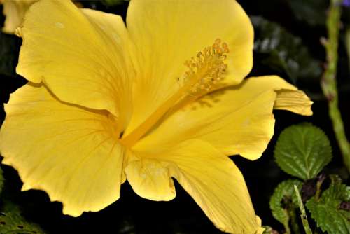 Flower Large Yellow Closeup Pistil Bright Petals