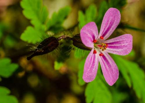 Flower Macro Pink Petal Pollen Nature Flora