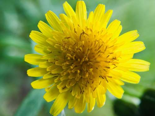 Flower Nature Spring Plant Flora Petals Yellow