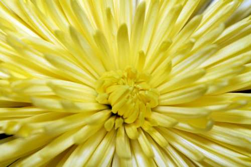 Flower Opened Bloom Yellow Bright Petals