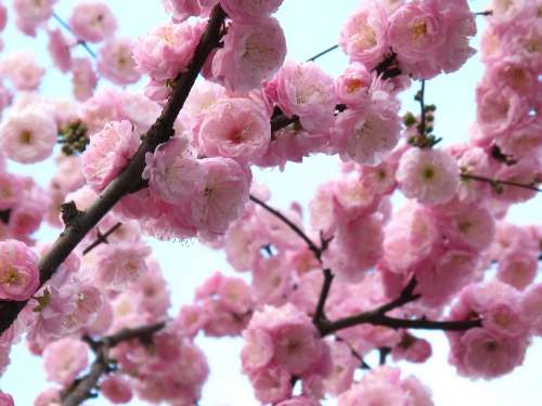 Flower Spring Beijing