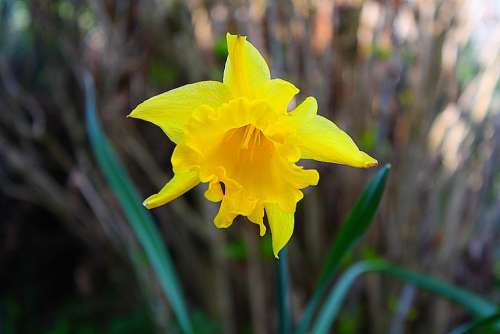 Flower Plant Blossom Bloom Nature Yellow