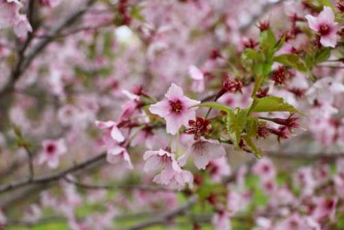 Flower Tree Nature Pink Spring Plants Branch Bud