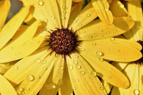 Flower Petals Rain Water Droplets Stamens Flora