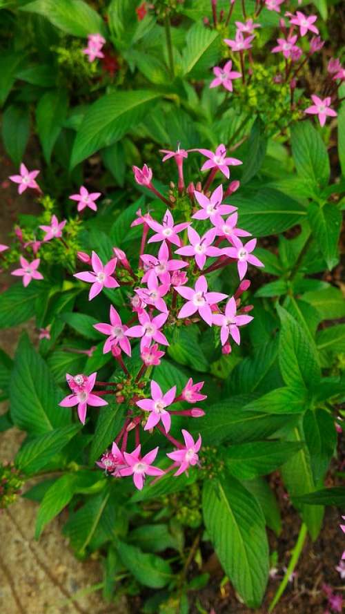 Flower Nature Star Of Egypt Summer Plant Garden